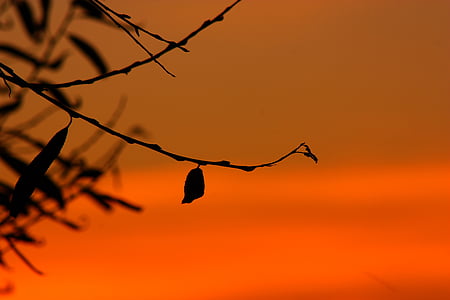 silhouette photo of tree twigs thumbnail
