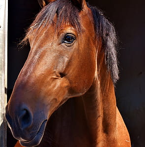 closeup photo of a brown horse thumbnail