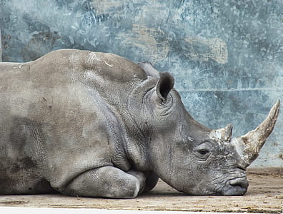 gray rhino lying on the ground thumbnail