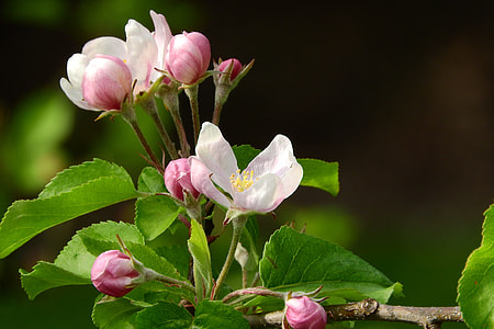 Apple-Blossom, A Blossoming Fruit Tree thumbnail