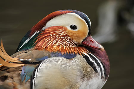close-up photography of mandarin duck thumbnail