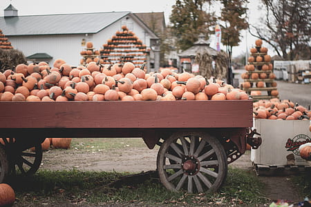 pumpkins on carriage thumbnail