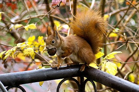 Squirrel Eating Acorn thumbnail