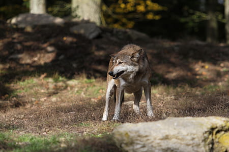 brown and white wolf standing on brown grass near tree at daytime thumbnail