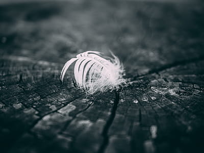 Grayscale Photography of Feather thumbnail