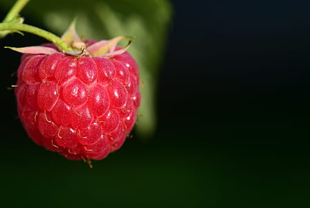 selective focus photography of red raspberry thumbnail