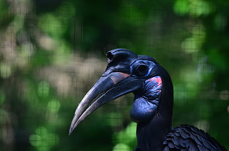 black bird thumbnail