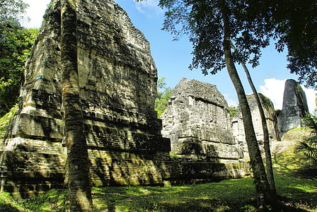 green leafed tree near concrete rock thumbnail