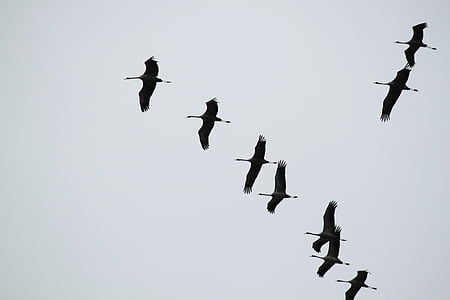 flock of birds flying thumbnail