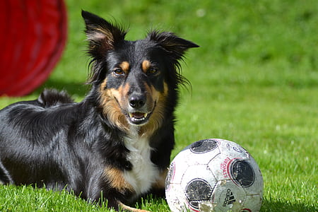 long-coated black, white, and brown dog beside white and black adidas soccer ball on green grass field during daytime thumbnail