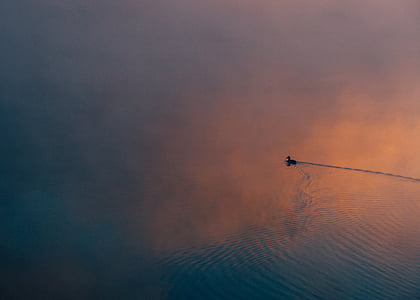 duck on body of water thumbnail
