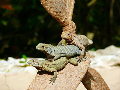 three brown and green lizards on top of brown cactus thumbnail