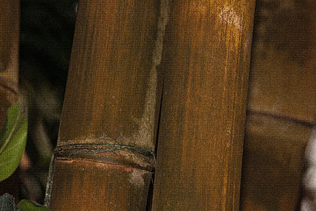 Dendrocalamus Giganteus, Bamboo thumbnail