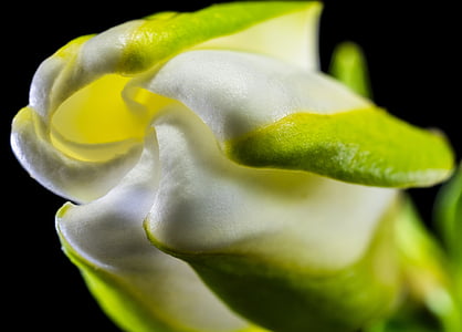 close-up photo of white and green petaled flower thumbnail