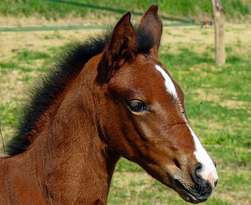 brown and white horse near brown pole thumbnail