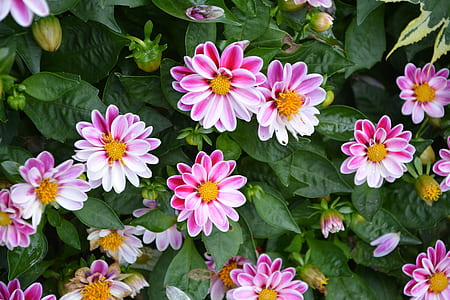 pink-and-white petaled flowers thumbnail
