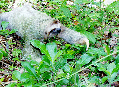 sloth on green leafy plants during daytime thumbnail