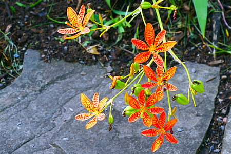 Leopard Flowers Against Gray flagstone Background. Flowers and buds of an ornamental plant Iris domestica, commonly known as leopard lily, blackberry lily, and leopard flower. The bloom of each individual flower only last a single day. thumbnail