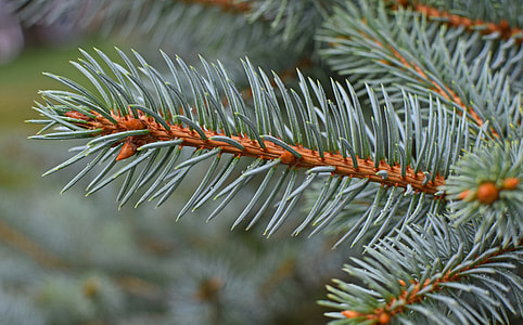 Rain-Wet Blue Spruce, Cones Forming thumbnail