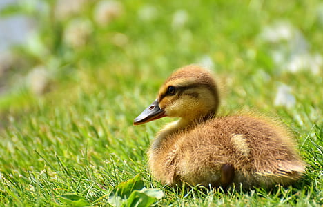 brown duckling sitting on grass thumbnail