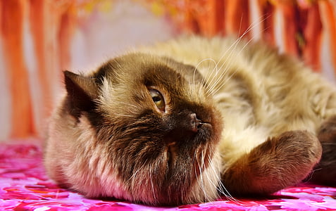closeup photography of Himalayan cat thumbnail