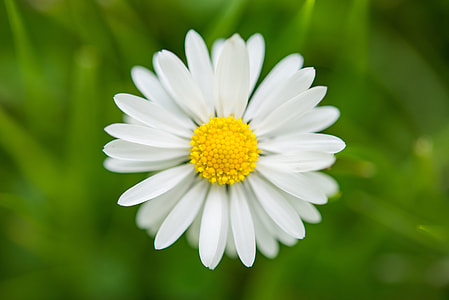 white and yellow daisy on bloom selective focus high-angle photo thumbnail