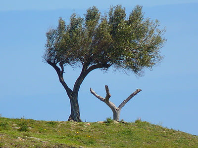 green tree under blue sky at daytime thumbnail