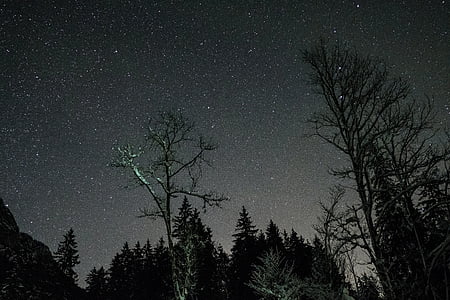 trees under starry night thumbnail