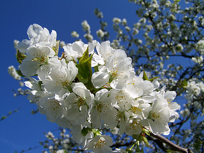 Flowering Cherry Tree, White Flower thumbnail