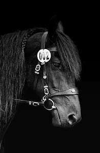 black horse head thumbnail