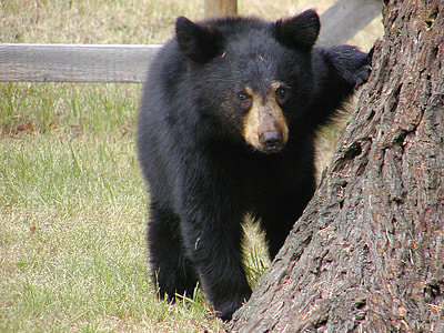 black bear on green grass thumbnail