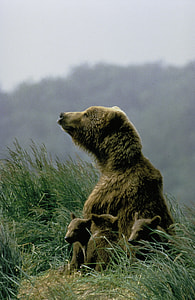 brown Grizzle Bear with Cubs stands on grass mountain at daytime thumbnail