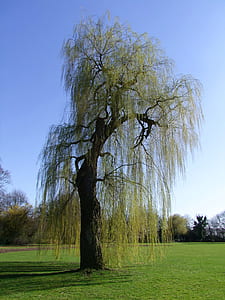selective photo of green tree thumbnail