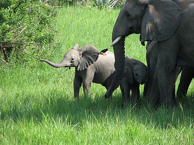 gray elephant beside two baby elephants thumbnail