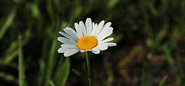 shallow focus photography of white and yellow common daisy thumbnail