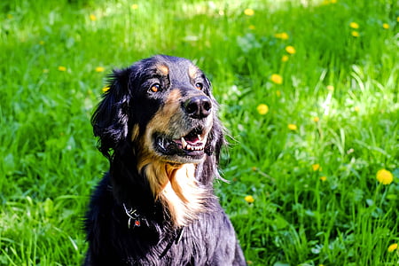 short-coated black and tan dog sits on green grass field at daytime thumbnail