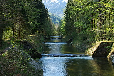 photo of trees growing near rivere thumbnail