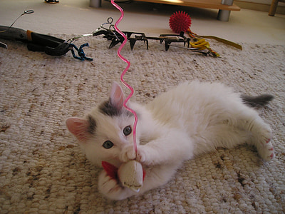 white and gray kitten playing with white chew toy thumbnail