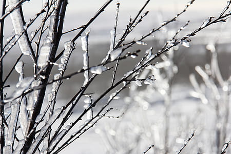 shallow focus photography of stems thumbnail