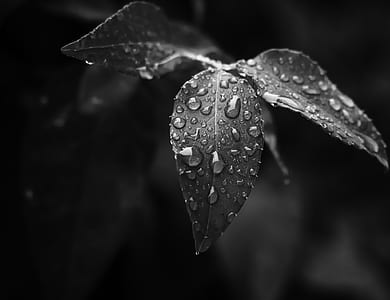 grayscale photography of water dew on leaf thumbnail