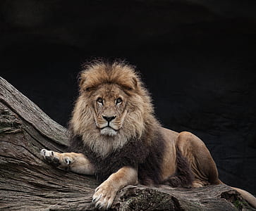 lion illustration thumbnail