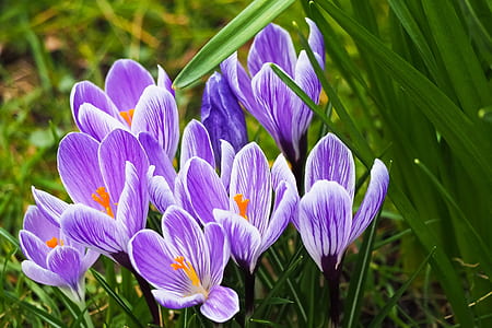 selective focus photography of purple crocus ]flower thumbnail
