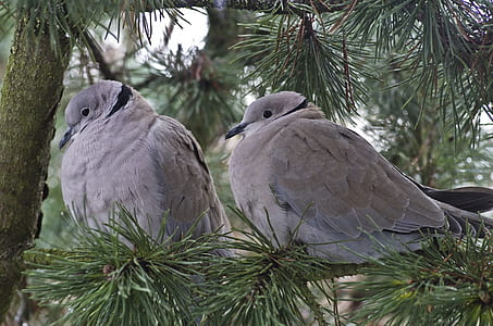 two gray birds perched on tree branch thumbnail