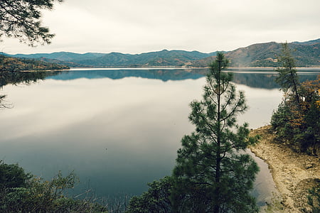 green pine tree near body of water during daytime thumbnail