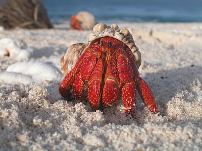 white and red crab on white sand thumbnail