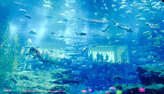 sea creatures thumbnail