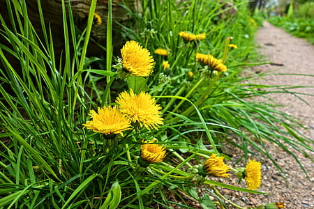 shallow focus photography of yellow flowers with green leaves thumbnail