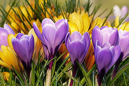 shallow focus of purple and yellow flowers thumbnail