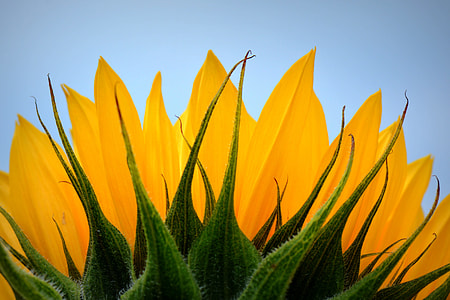 photo of yellow Sunflower at daytime thumbnail