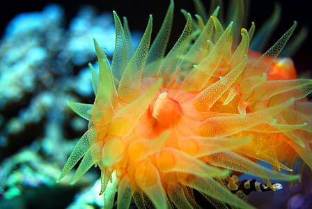 selective focus photography of yellow sea plant thumbnail